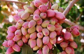 تولید ۳۰۱۳ تُن پسته در آذربایجان‌شرقی