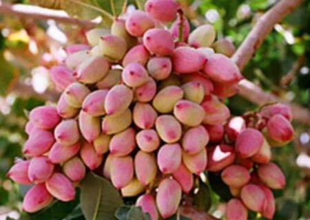 تولید ۳۰۱۳ تُن پسته در آذربایجان‌شرقی