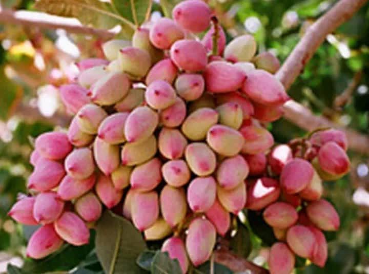 تولید ۳۰۱۳ تُن پسته در آذربایجانشرقی