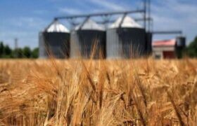 پرداخت ۶۰ درصد مطالبات گندمکاران آذربایجان شرقی