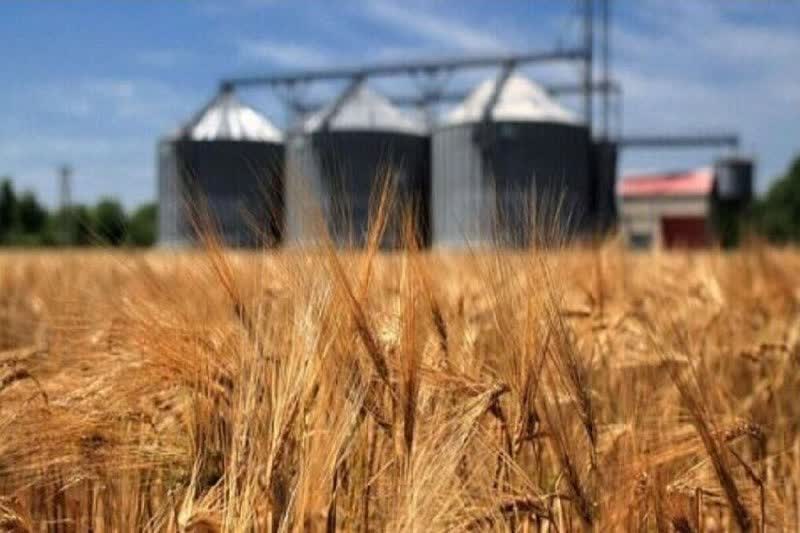 پرداخت ۶۰ درصد مطالبات گندمکاران آذربایجان شرقی