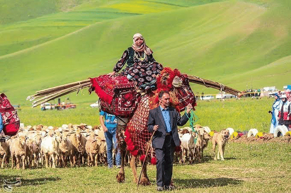عشایر در خط مقدم تولید؛ سهم گوشت به ۴۰ درصد میرسد