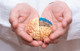 تغذیه متنوع، کلید حفظ سلامت مغز در سالمندی