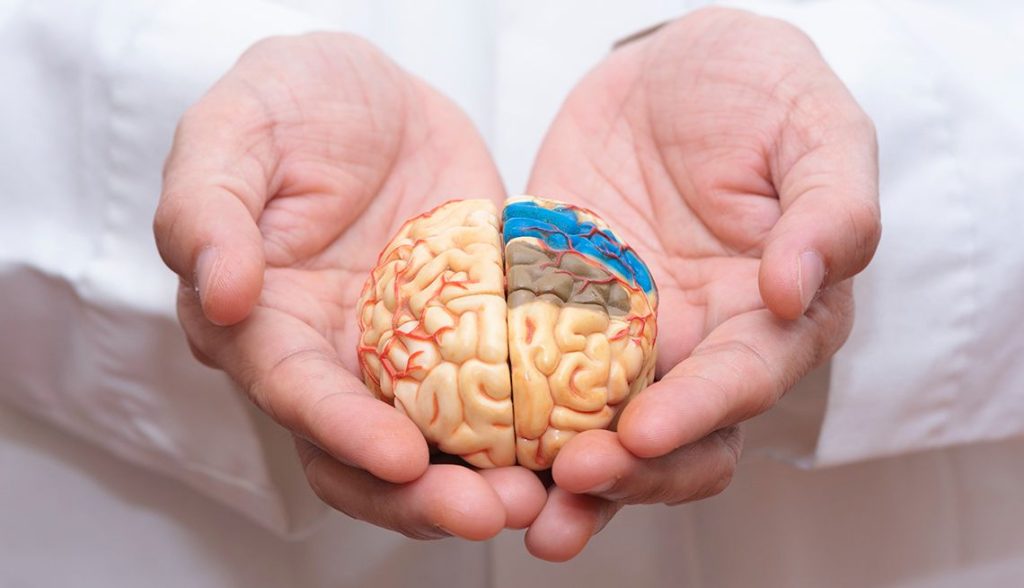 تغذیه متنوع، کلید حفظ سلامت مغز در سالمندی