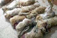 کشف لاشه هشت خرگوش وحشی از شکارچیان غیرمجاز در سهند