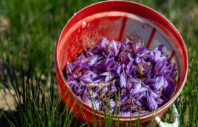 کشت ۴۸۵ هکتاری زعفران در آذربایجان‌ شرقی