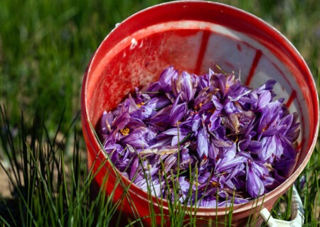 کشت ۴۸۵ هکتاری زعفران در آذربایجان‌ شرقی