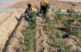آماده‌سازی بستر کاشت و توسعه فضای سبز در باغ میوه منطقه ۵ تبریز